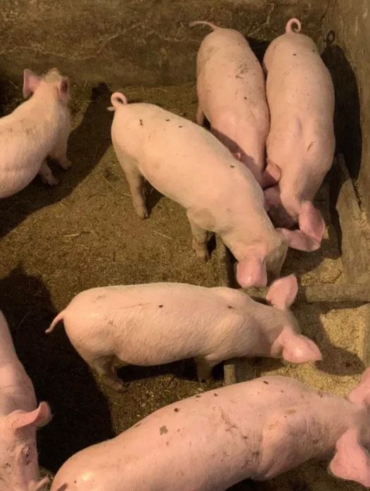 Продам малих поросят