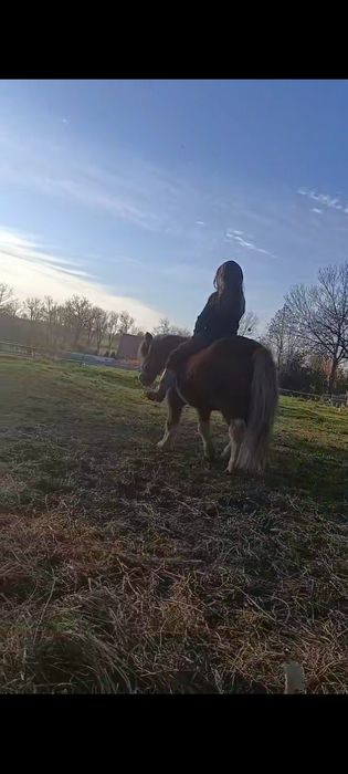Sprzedam kuca pilnie