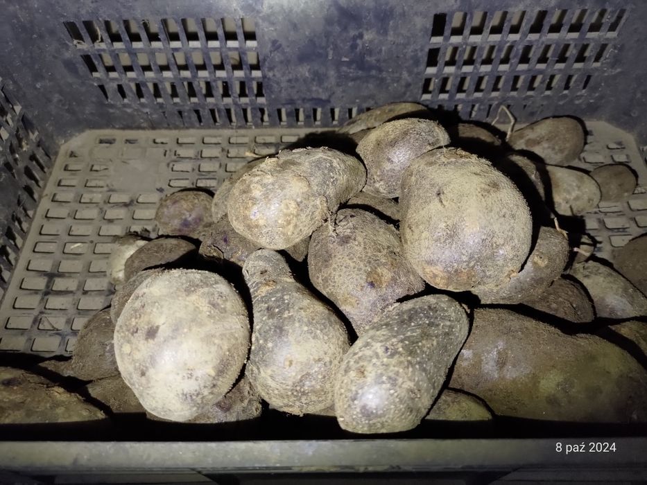 Ziemniaki truflowe fioletowe i różowe