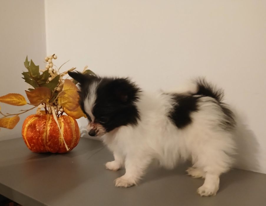 Spaniel Kontynentalny Miniaturowy Papillon