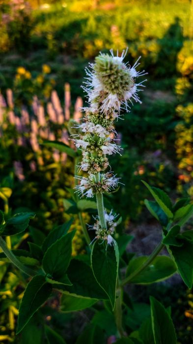 Семена, насіння Лофант тибетский, Многоколосник морщинистый