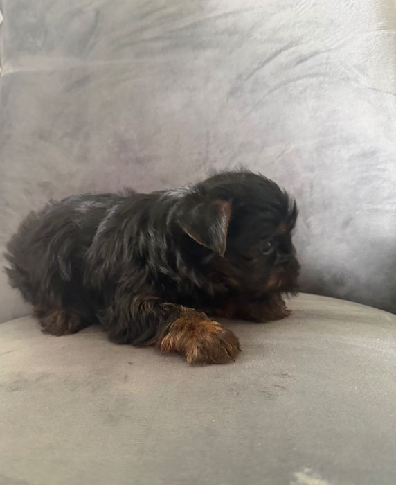 Yorkshire terrier mini suczka rodowodowa