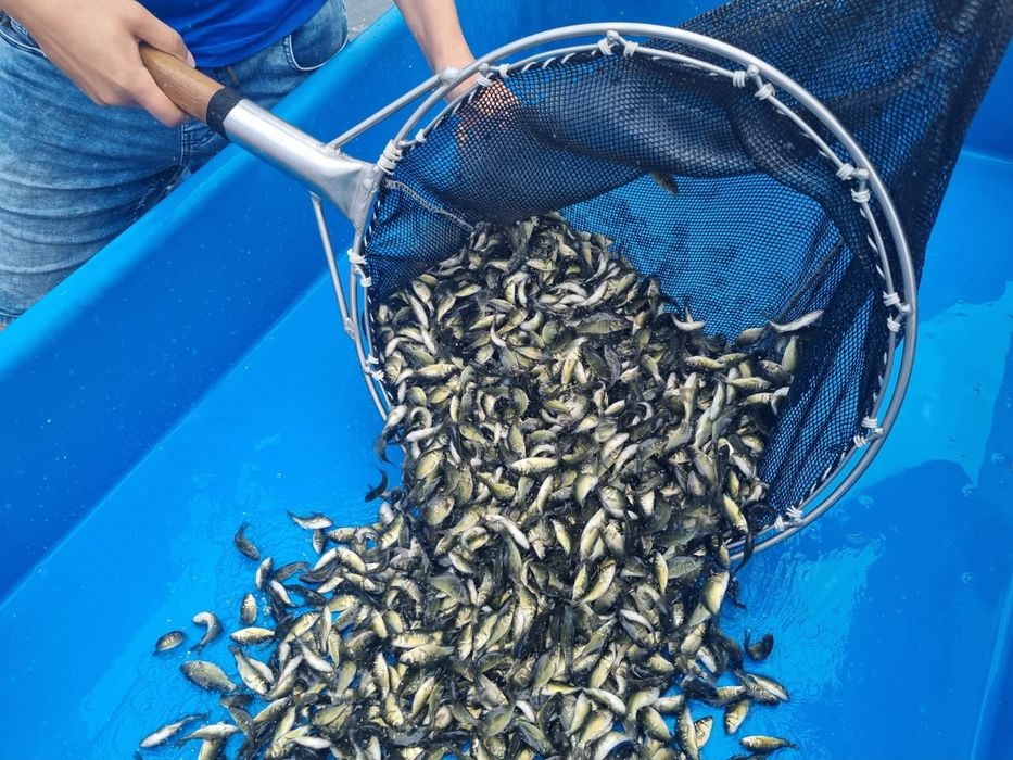 Karp narybek, lipcówka, 1000szt.