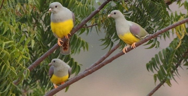 Casal de Pombo da fruta Treron waalia de 2025