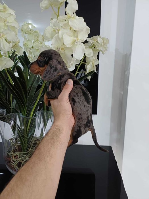 Teckel Miniatura FEMEA Arlequim