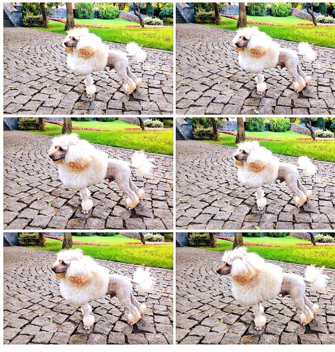 Вязка Малый пудель      Michelangelo   за Алиментного щенка договорная