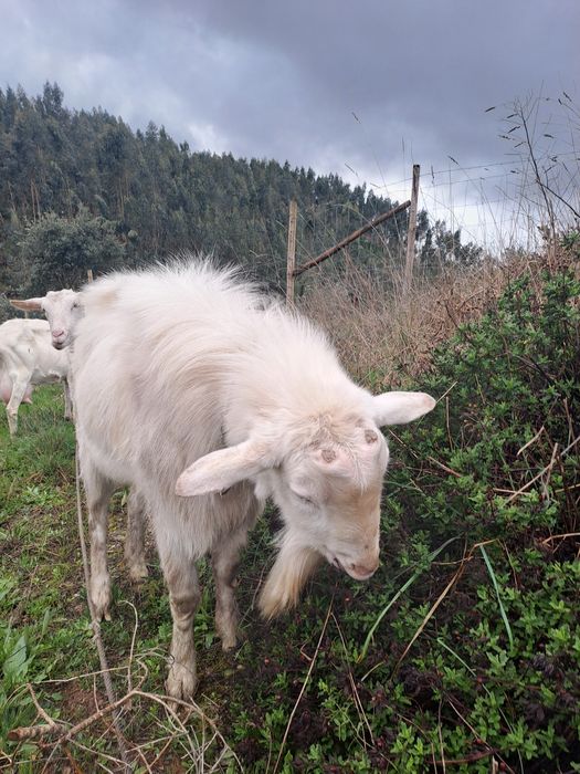 Bode Sannen com 3 anos bom reprodutor