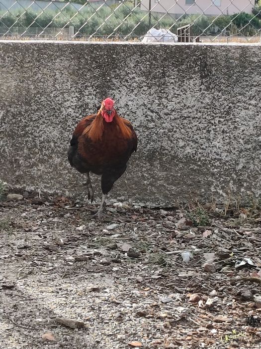 Galo novo deste ano