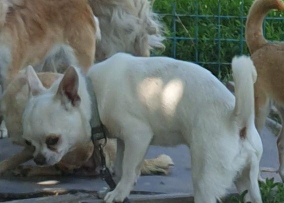 Мальчик чихуахуа гладкошерстные