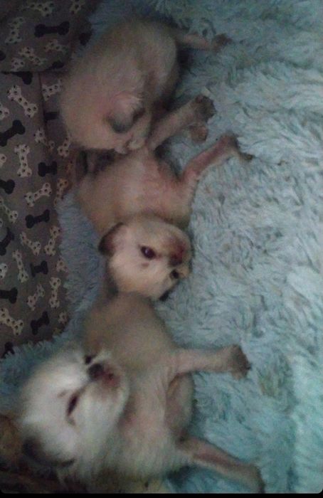 Бронювання кошенят Бірма+ Сіам