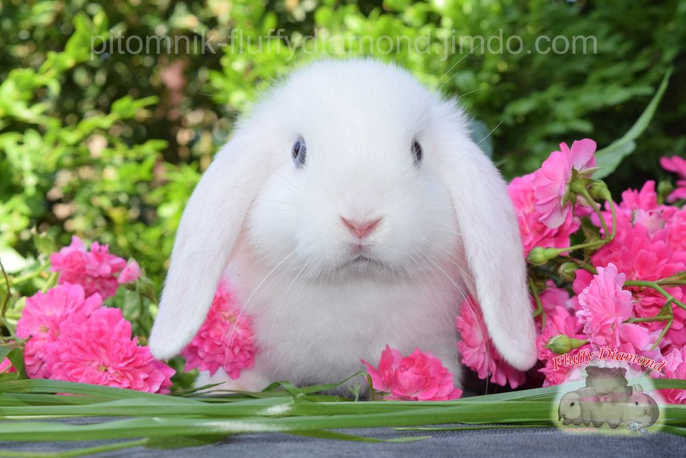 Кролики висловухі та з маленькими вушками з розплідника