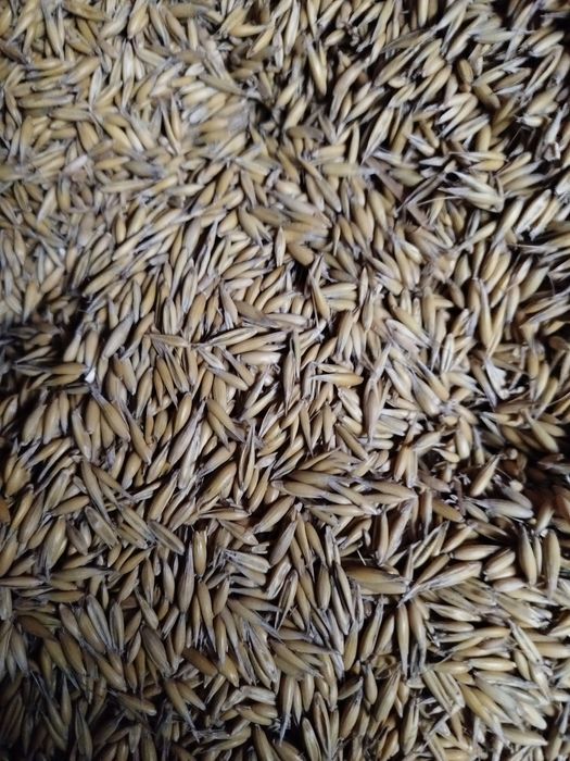 Pszenica ozima  owies