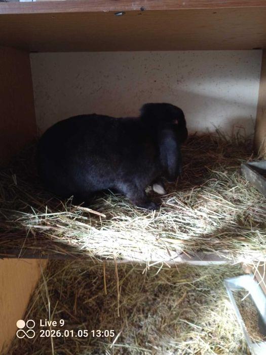 króliki tuszki samice samce