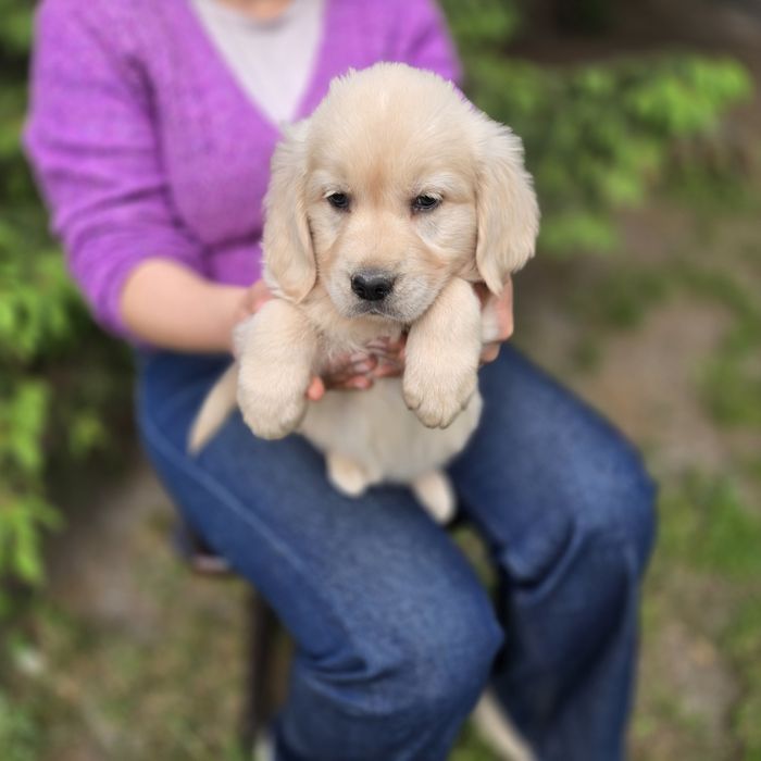 Golden retriever szczeniak