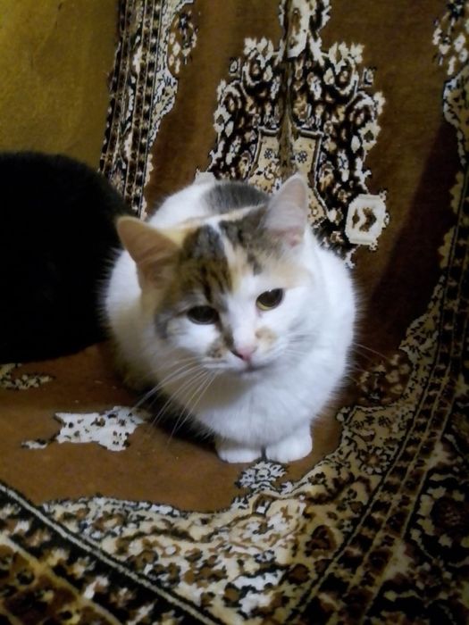 Мілая сиротка Міла в пошуку сім'ї