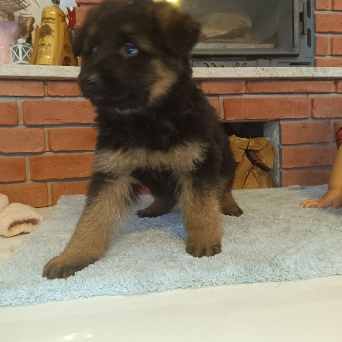 Owczarek Niemiecki Długowłosy