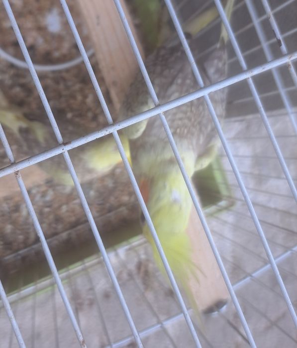 Caturras, agapornis e periquitos