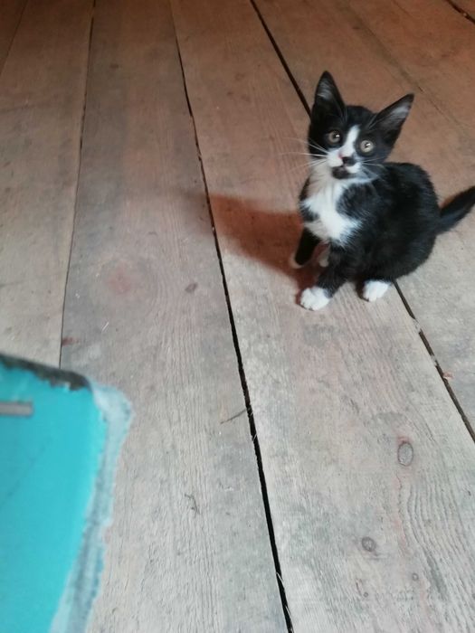 Котята 5 месяцев Ухоженные домашние