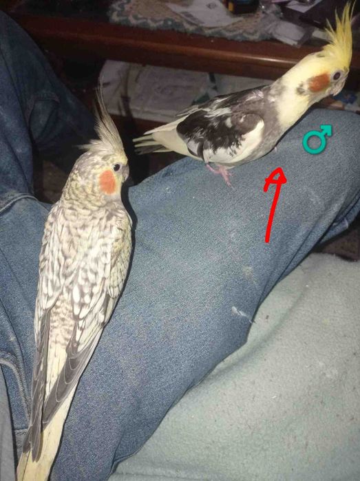 Caturras criadas à mão