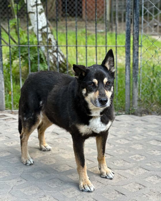 Dojrzały psiak Wojtek szuka domu