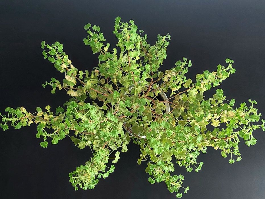 Пеларгонія Crispum Peach Cream - величезне дерево