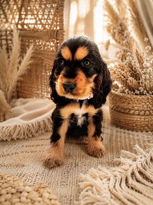 Cocker Spaniel Angielski