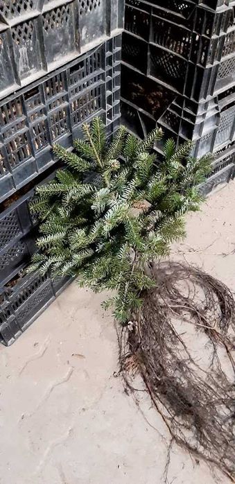 Jodła kaukaska sadzonki 40 cm