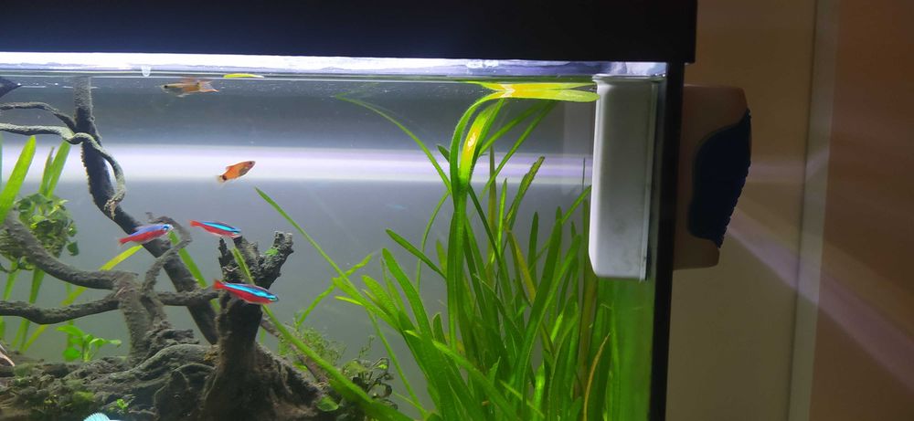 Aquário completo 90litros, 1 ano de uso