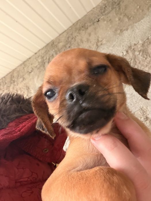 Para doar - cruzamento de pug com pincher