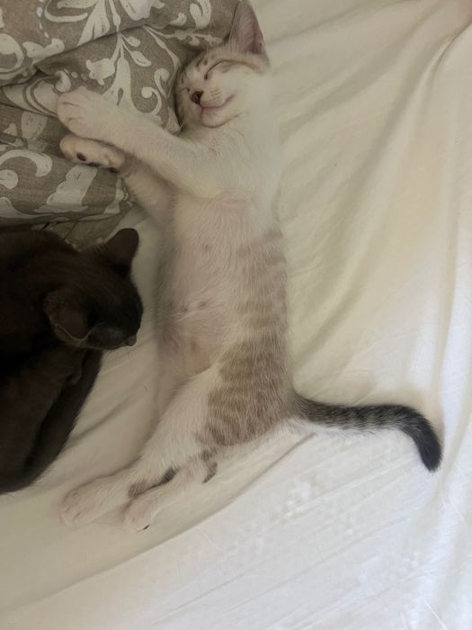 Gato para adoção