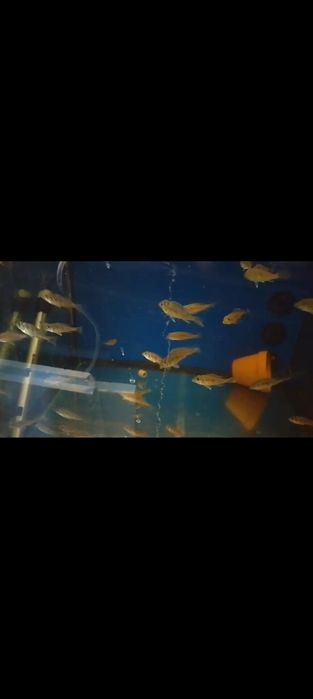 Geophagus Sveni (Paraná)