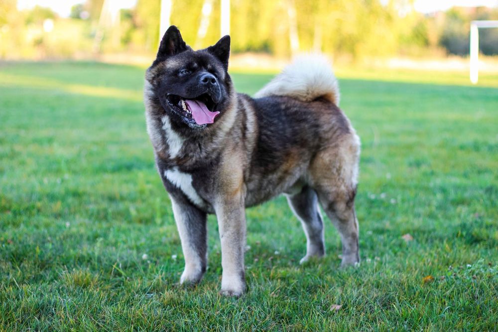 Американська Акіта КСУ шикарний кобель для вʼязки