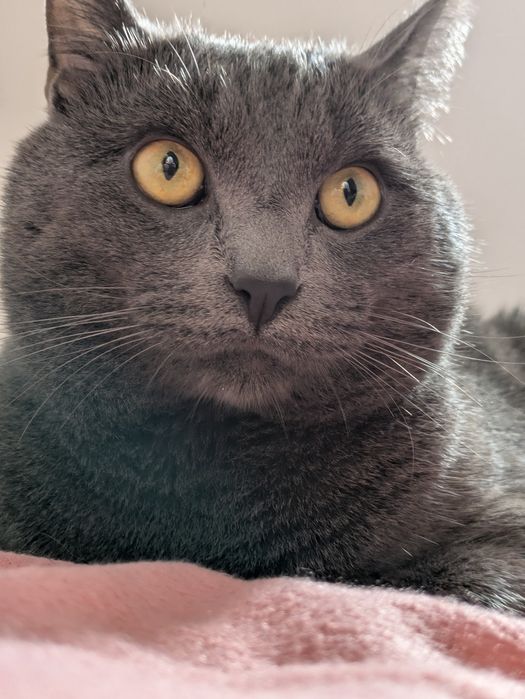 Dá-se gato macho já castrado