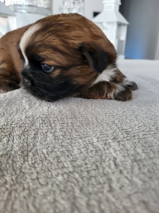 Chłopczyk shih tzu legalna Hodowla rodowód chip wyprawka