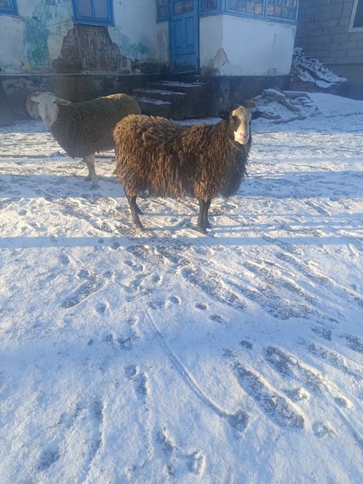 Продам барана романівська порода