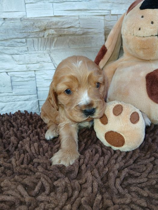 Cocker Spaniel Angielski sunia