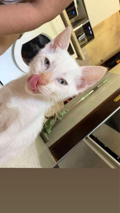 4 Bebés para Adoção!