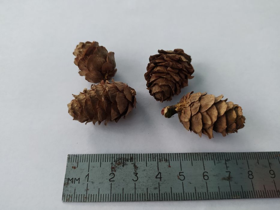 Шишки лиственницы. Для декора.