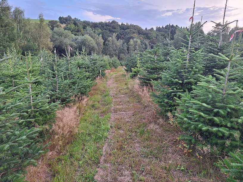 Jodła kaukaska, choinki, świerk srebrny i pospolity