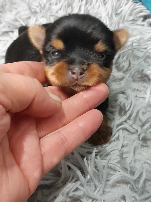 Yorkshire Terrier ZKwP FCI suczka