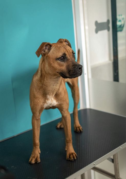 Ветеринарні послуги на дім без стресу