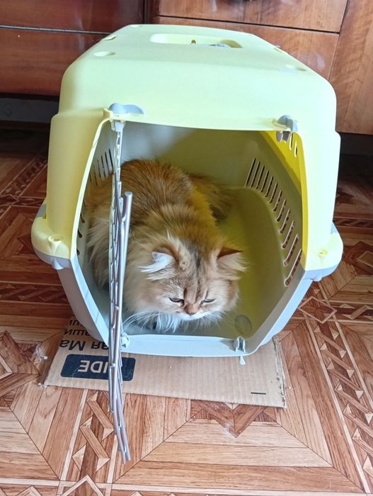 Перноска для котів