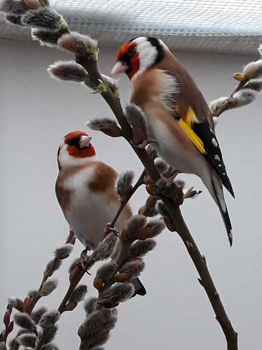 Aves anilhadas  2025 (outras aves)