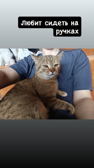 Милая кошечка бесплатно