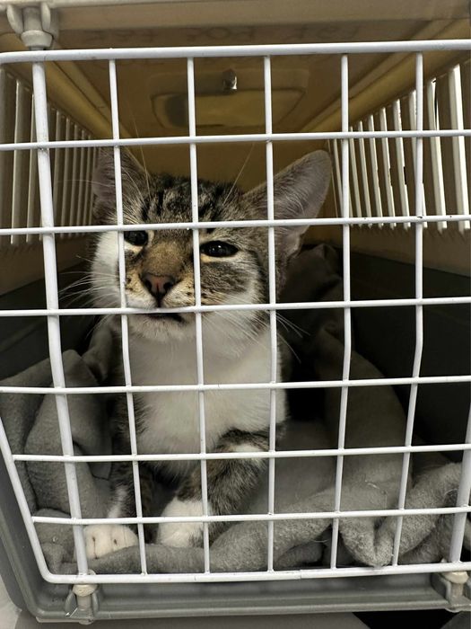 Kochany Lufcik zwany Statywem ma trzy łapki…