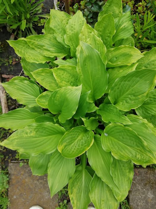 Хоста многолетник.