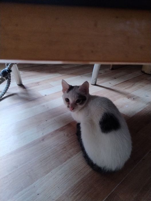 Oddam za darmo dwa kotki dobre ręce