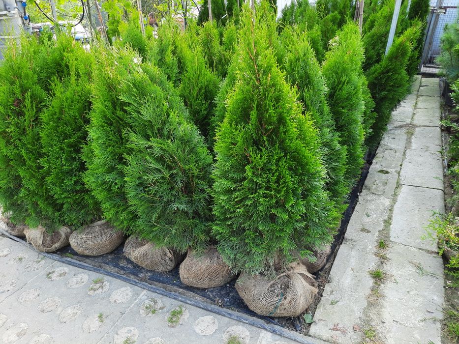 Tuja Smaragd 1,2 m, tuja szmaragdowa sadzonki, żywopłot