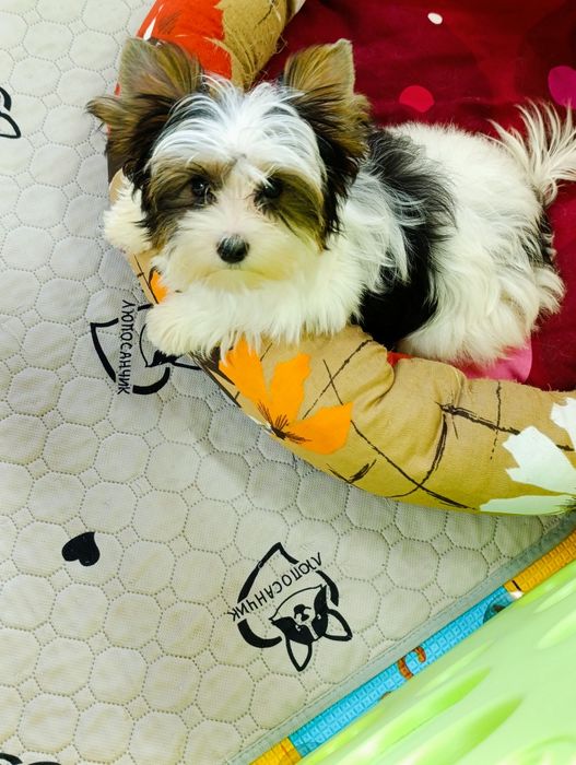 Бівер Йорк чудова дівчинка маленький стандарт