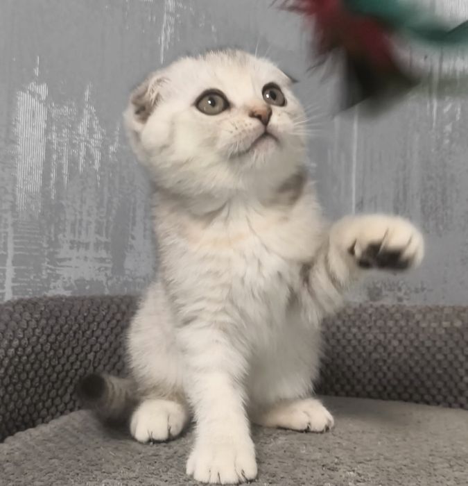 Висловуха дівчинка срібла шиншила котята кошенята котики